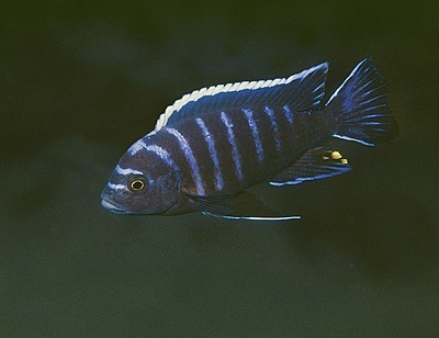 Cynotilapia afra 'Gome'